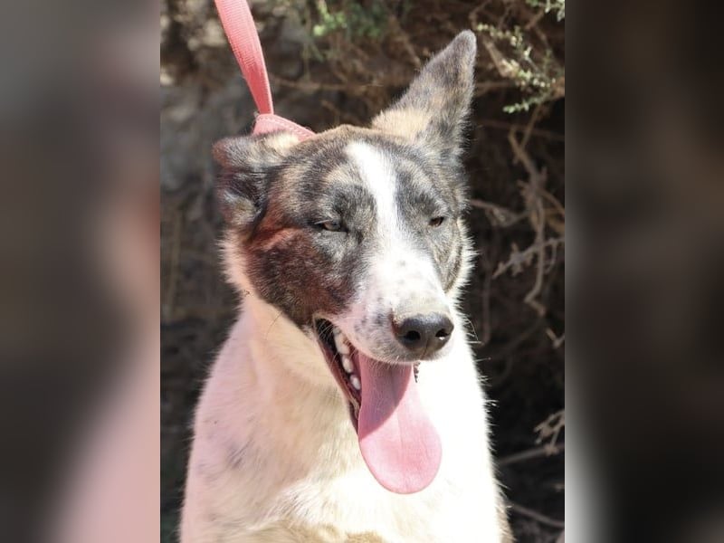 Rodolfo, vorsichtig, gut sozialisiert, freundlich