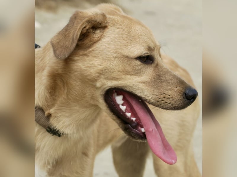 Chachi, gut verträglich, lernwillig, aufgeweckt