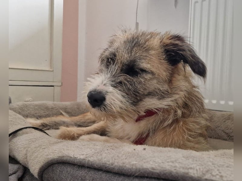 Dixy - lernwillig und leinenführig - BEREITS IN DEUTSCHLAND