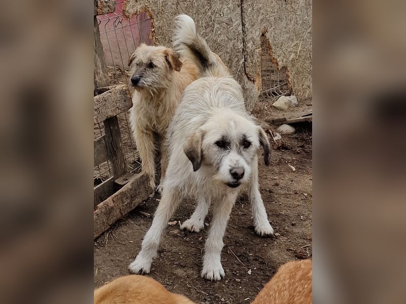 Rasko - freundlich und neugierig