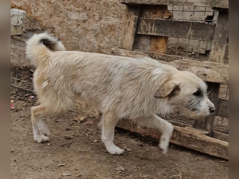 Rasko - freundlich und neugierig