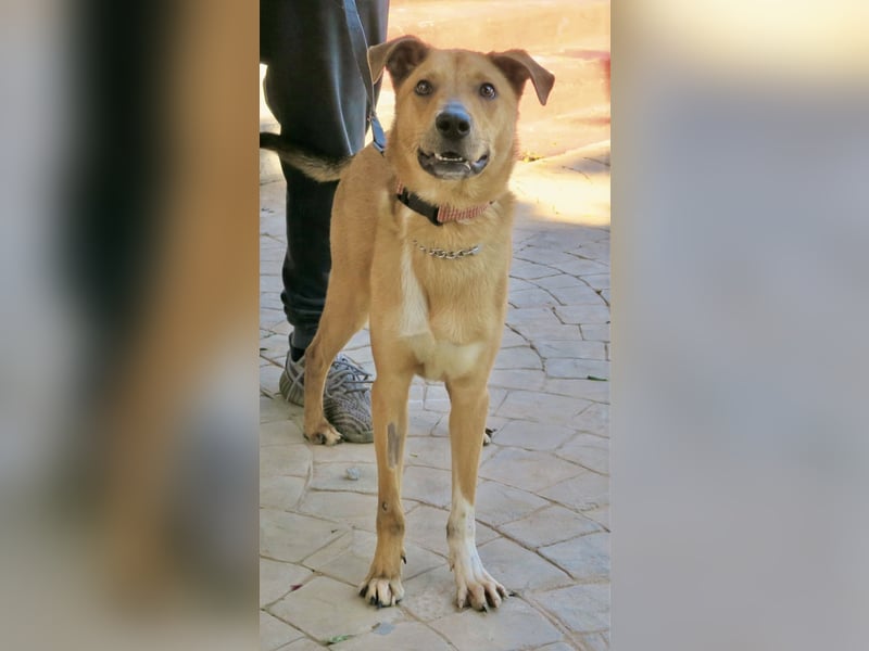 Huesos,  aufgeschlossen, lernwillig, freundlich