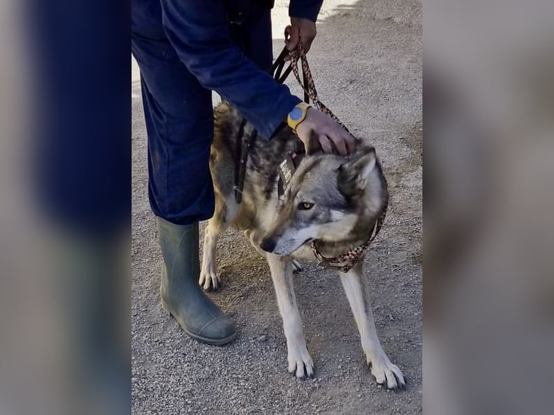 Loba, bewegunsgfreudig, klug, offen