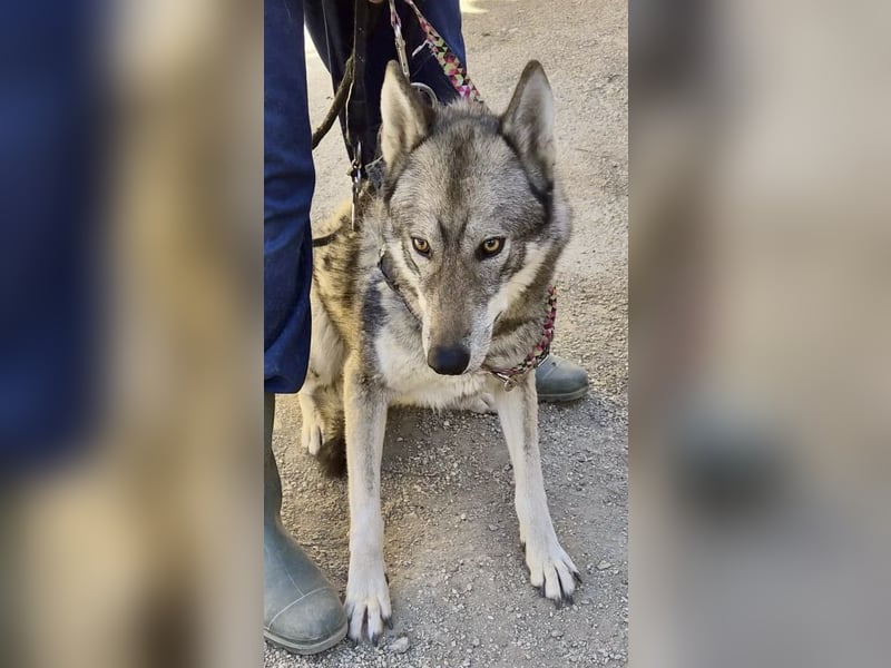 Loba, bewegunsgfreudig, klug, offen
