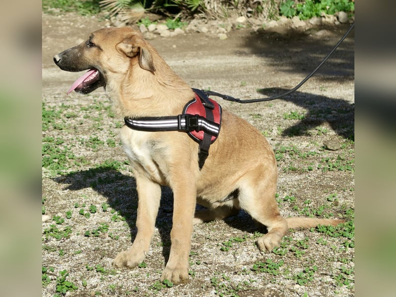 Dionisio - neugierig, zutraulich und lernwillig