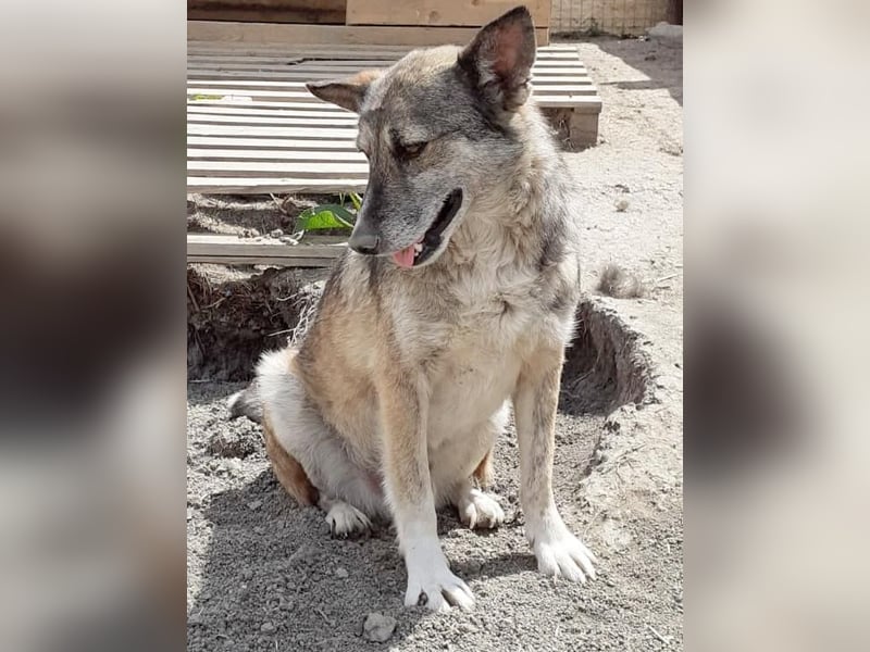 Sirius - ruhig und freundlich