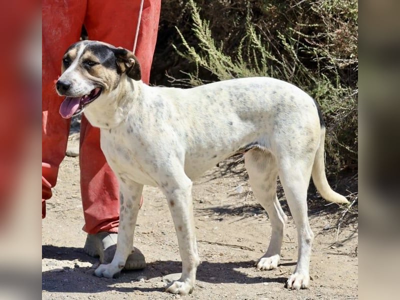 Antonella, sehr sozial, möchte gefallen, aufgeschlossen