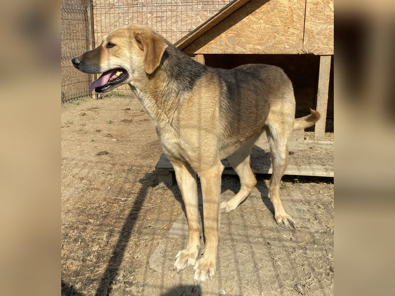 Noelle - neugierig und verträglich