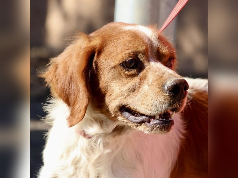 Breton, menschenbezogen, klug, verträglich