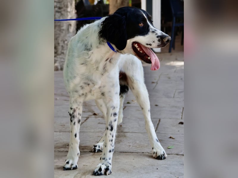 Scar, anfangs zurückhaltend, klug, menschenbezogen