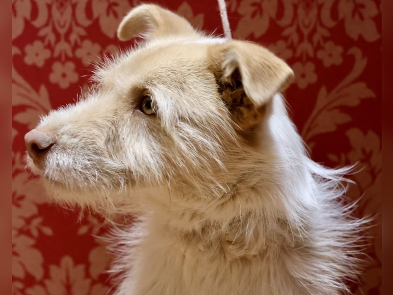 Julio, neugierig, verspielt, gelehrig