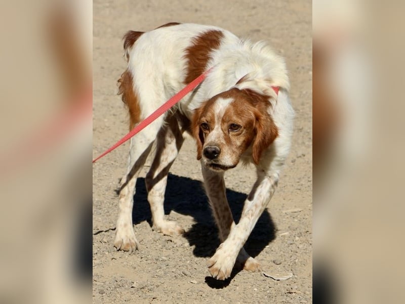Breton, menschenbezogen, klug, verträglich