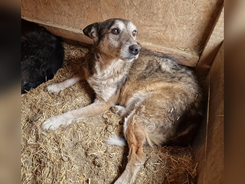 Sirius - ruhig und freundlich