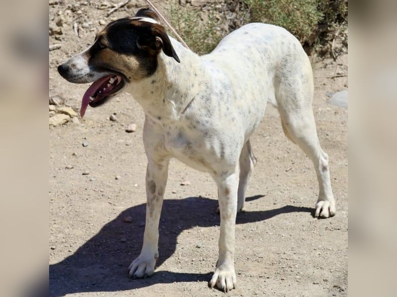 ntonella, sehr sozial, möchte gefallen, aufgeschlossen