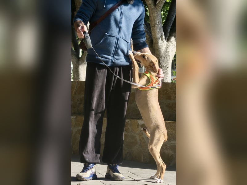 Guardian, aufgeschlossen, freundlich, unternehmungslustig