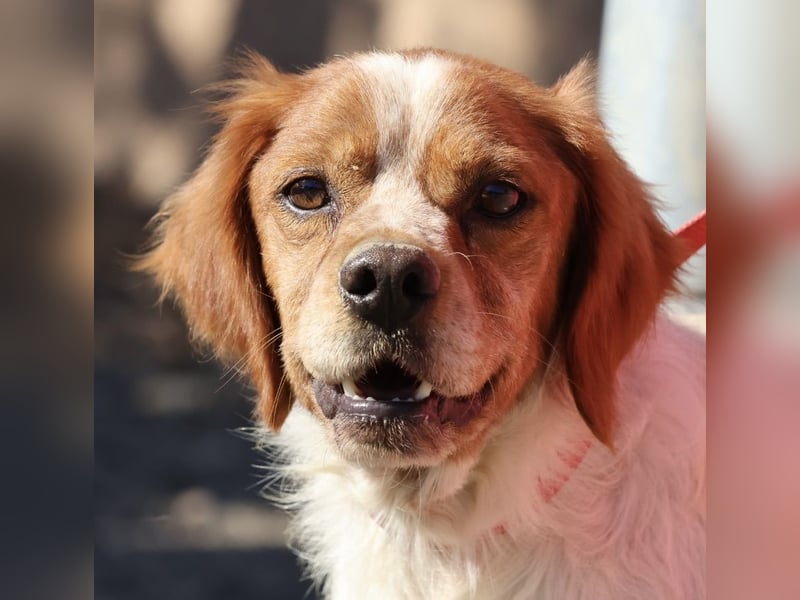 Breton, menschenbezogen, klug, verträglich