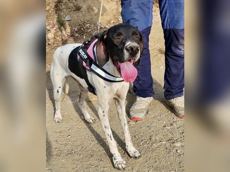 Mancha - freundlich, lernwillig und zutraulich