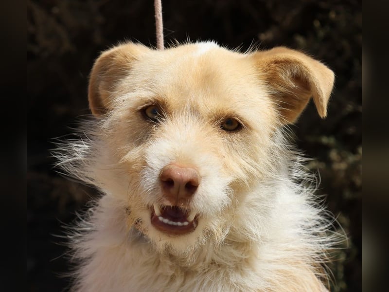 Julio, neugierig, verspielt, gelehrig