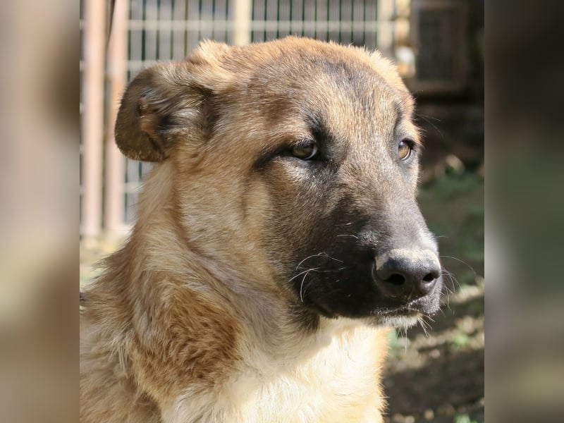 Afrodita - freundlich, zutraulich und lernwillig