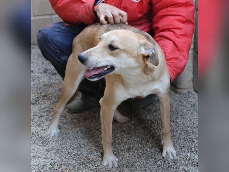 Lolita, zurückhaltend, freundlich, gut sozialisiert