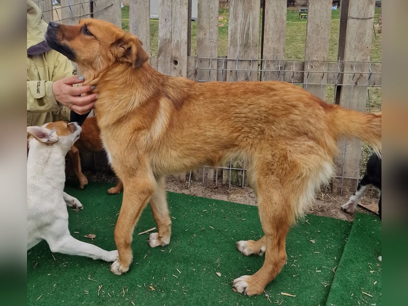 Hazel - aufgeschlossen und neugierig