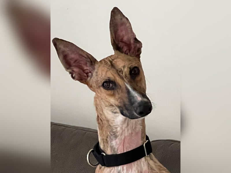 Pandorra - liebevoll und freundlich - BEREITS IN DEUTSCHLAND