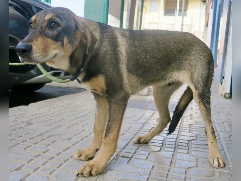 Larry, lernwillig, neugierig, sehr gut verträglich