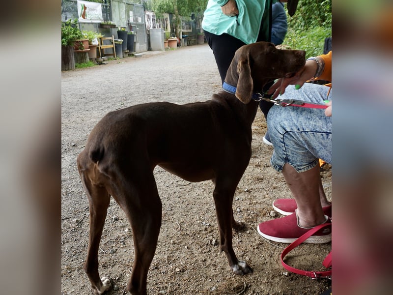 Asia, vorsichtig, lernwillig, gut sozialisiert - bereits in Deutschland