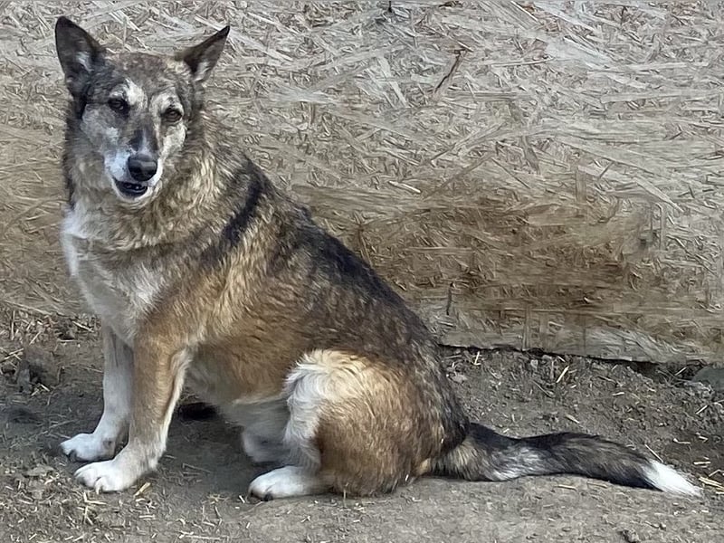 Sirius - ruhig und freundlich