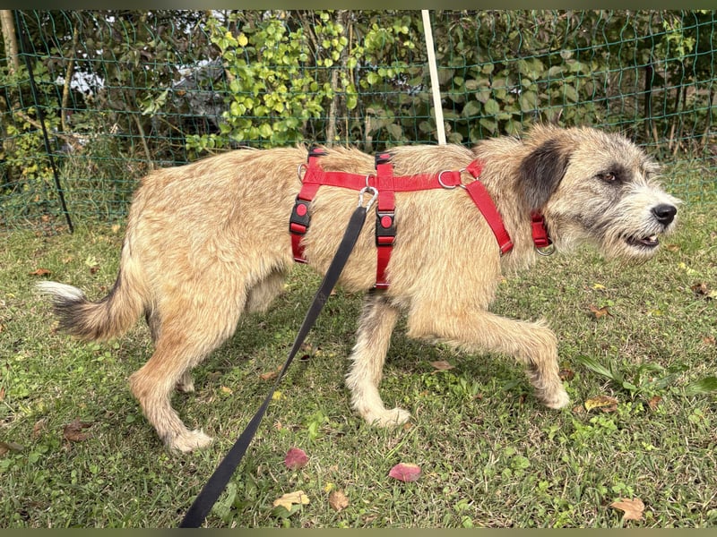 Dixy - verträglich und lernwillig