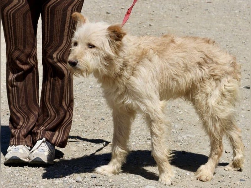 Pelu, vorsichtig, lernwillig, gut sozialisiert