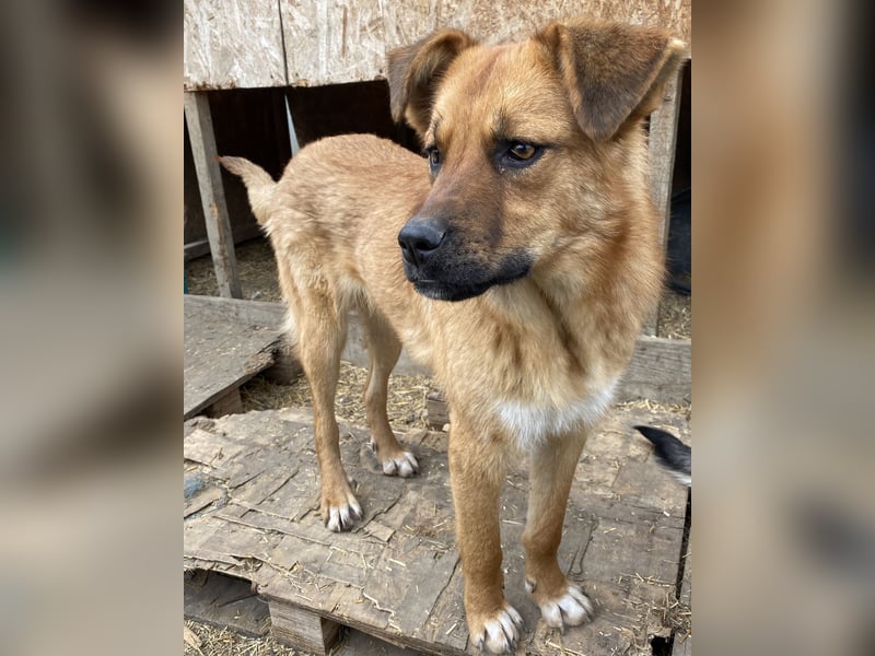 Hazel - aufgeschlossen und neugierig