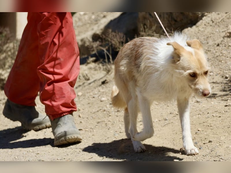Julio, neugierig, verspielt, gelehrig