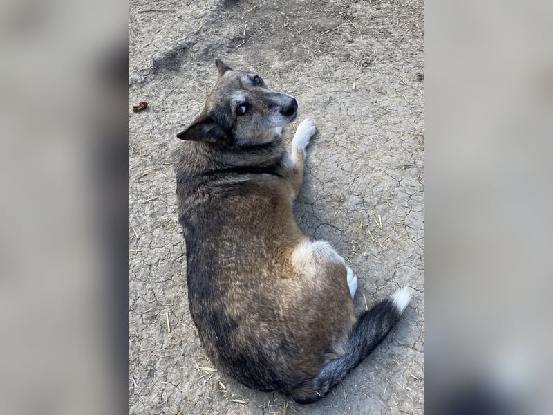 Sirius - ruhig und freundlich