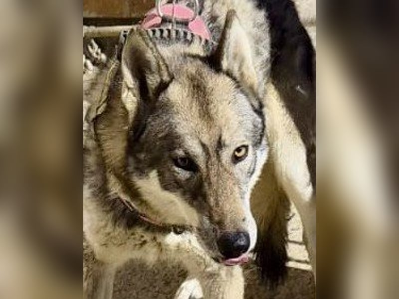 Loba - zutraulich, lernwillig und aufmerksam