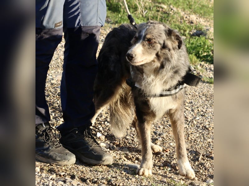 Duque - familiengeeignet, freundlich und zutraulich / BEREITS IN DEUTSCHLAND