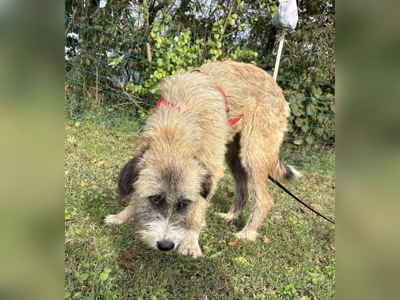 Dixy - verträglich und lernwillig