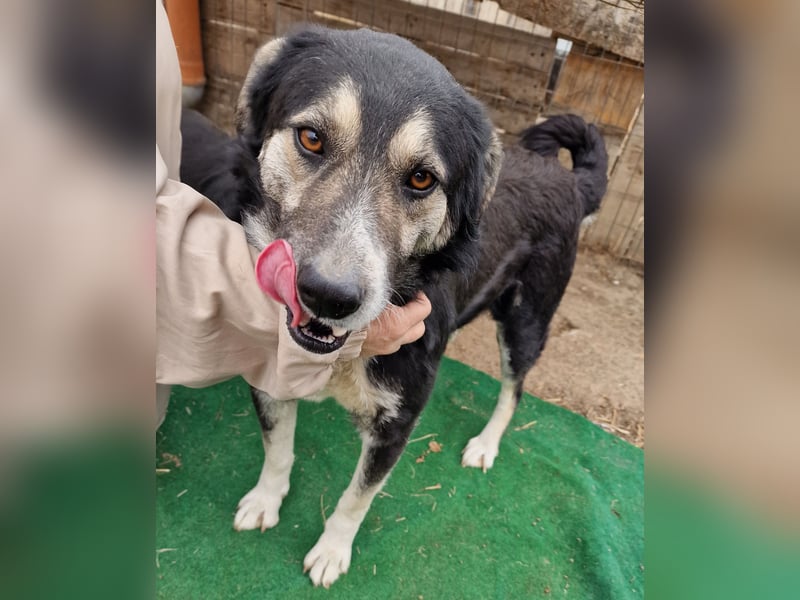 Ronnie - freundlich und verschmust