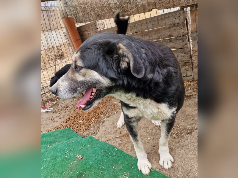 Ronnie - freundlich und verschmust