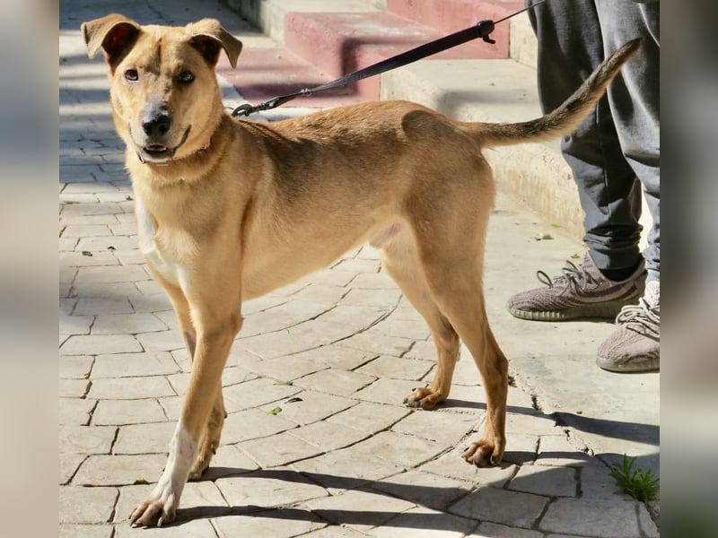 Huesos,  aufgeschlossen, lernwillig, freundlich