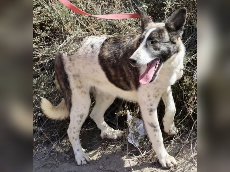 Rodolfo, vorsichtig, gut sozialisiert, freundlich