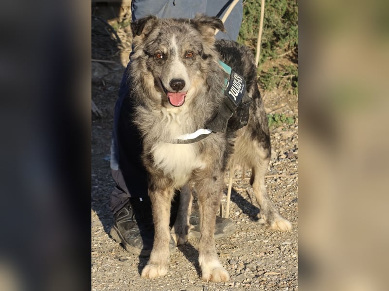 Duque - familiengeeignet, freundlich und zutraulich / BEREITS IN DEUTSCHLAND