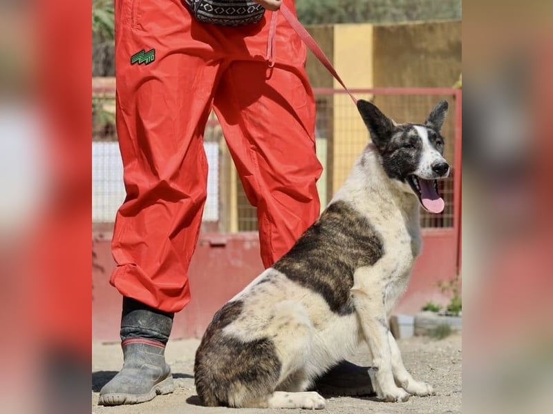 Rodolfo, vorsichtig, gut sozialisiert, freundlich