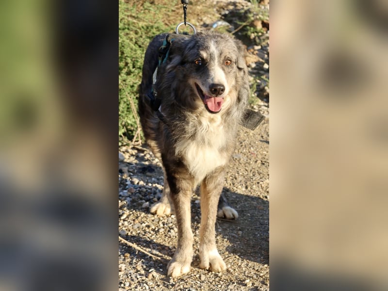 Duque - familiengeeignet, freundlich und zutraulich / BEREITS IN DEUTSCHLAND