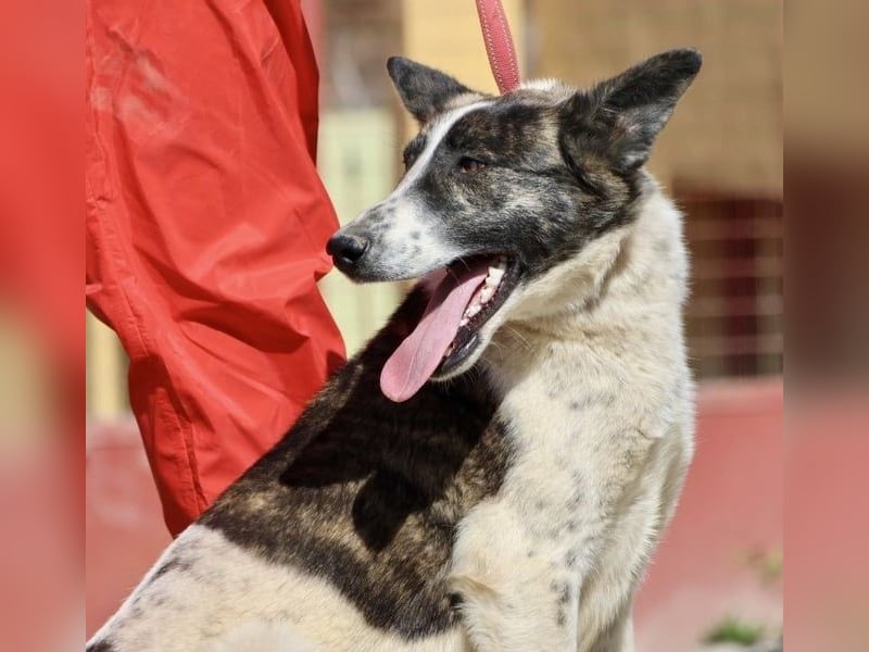 Rodolfo, vorsichtig, gut sozialisiert, freundlich