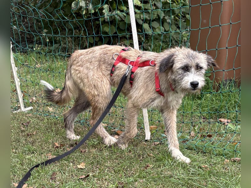 Dixy - lernwillig und leinenführig - BEREITS IN DEUTSCHLAND