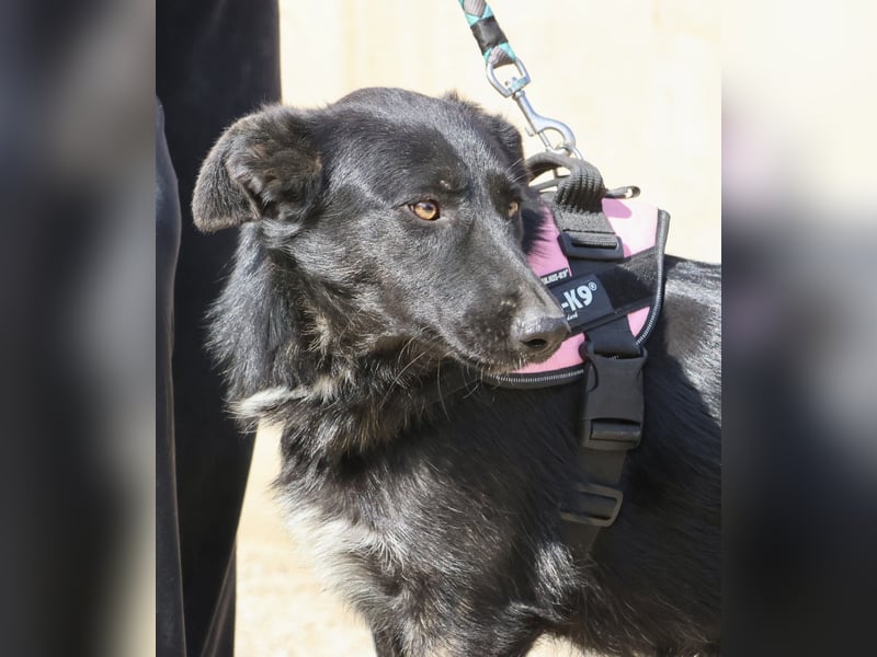 Gia - lässt sich gerne anfassen, freundlich und aufmerksam