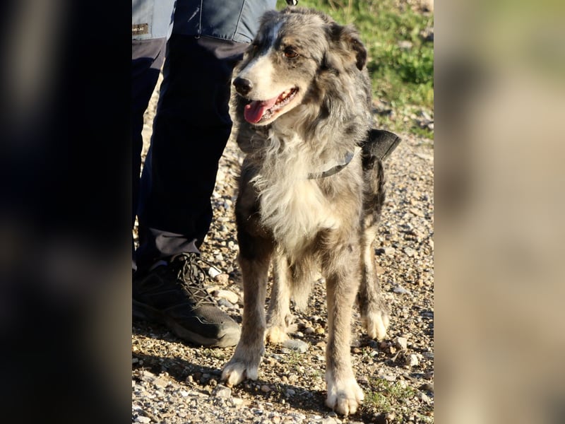 Duque - familiengeeignet, freundlich und zutraulich / BEREITS IN DEUTSCHLAND