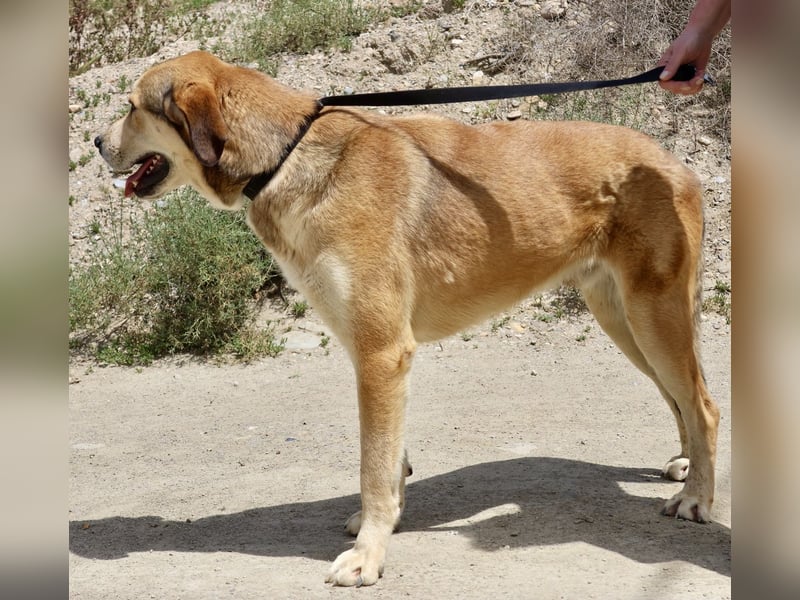 Pancho, menschenbezogen, aufgeweckt, freundlich