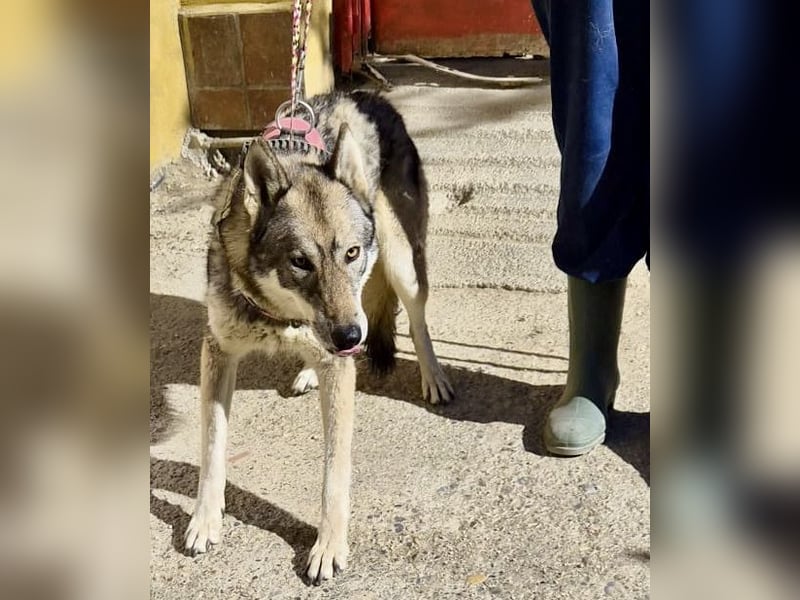 Loba, bewegunsgfreudig, klug, offen